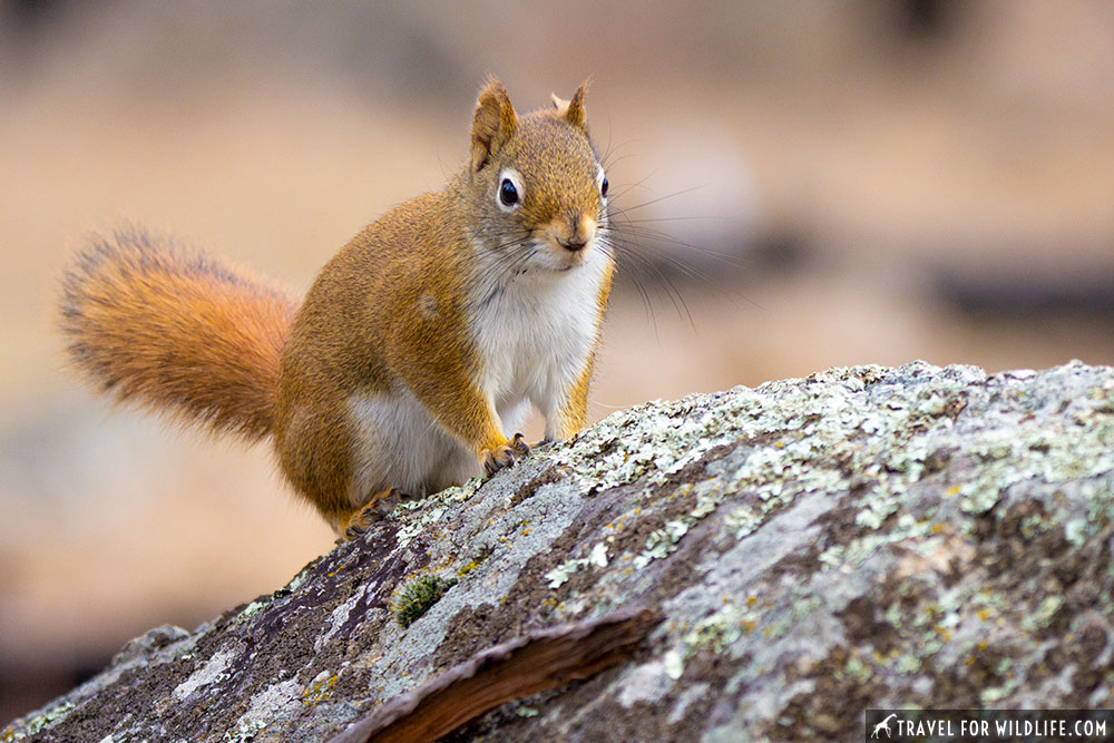 red squirrel devils tower wildlife