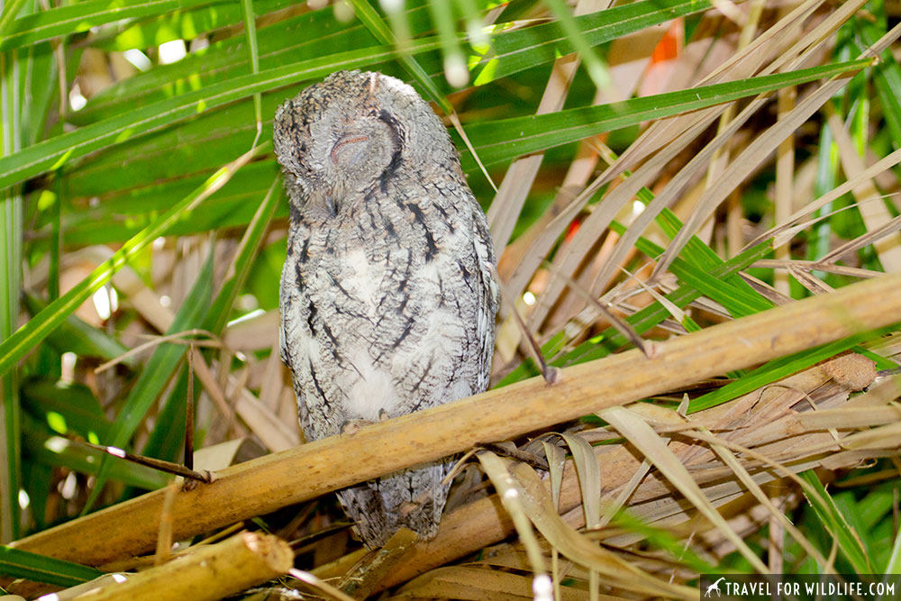 sleeping owl pictures