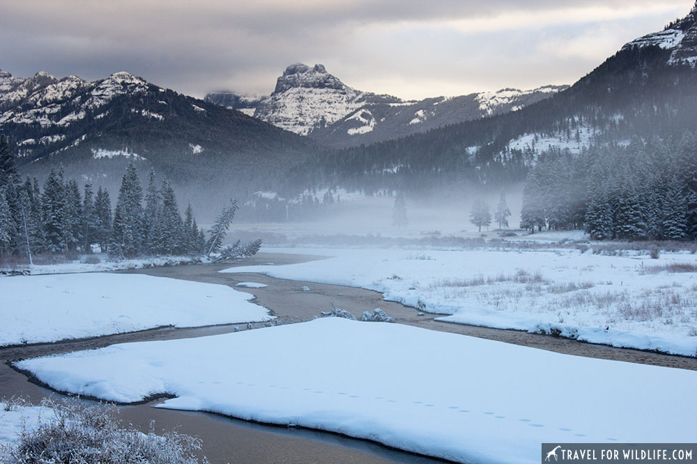 Snowy creek in Yellowstone in fall