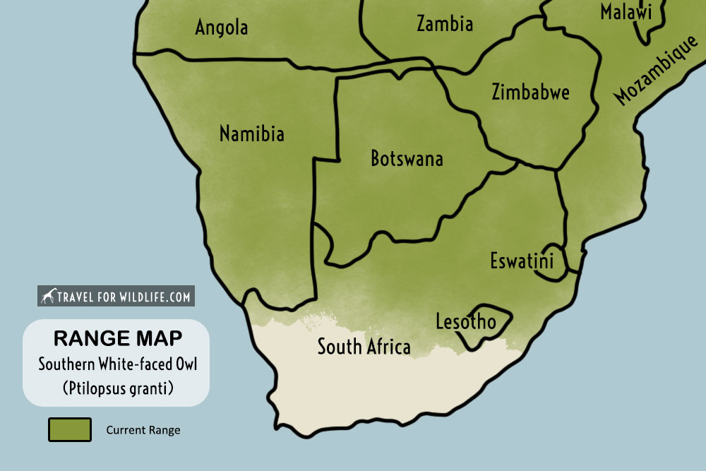 Southern White-faced Owl range map