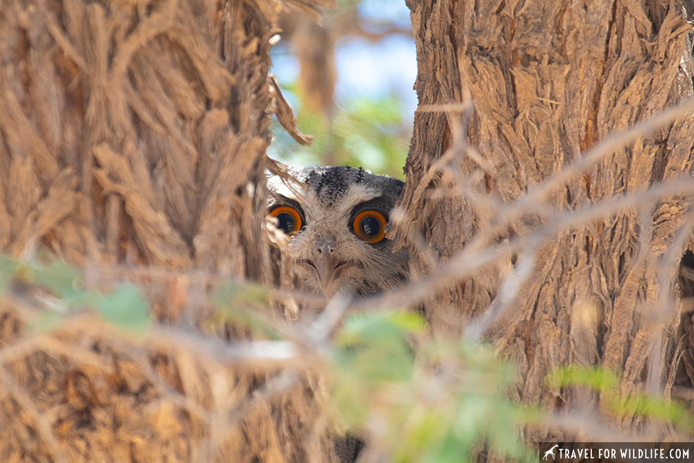 Owl pictures. Southern White-faced Owl