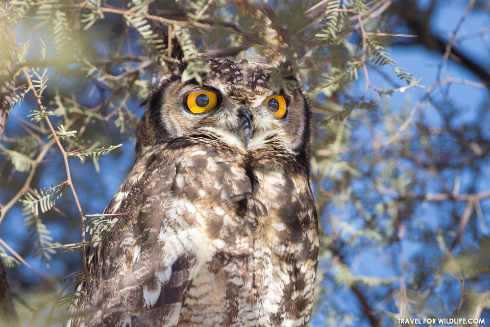 owl photos. Spotted eagle owl