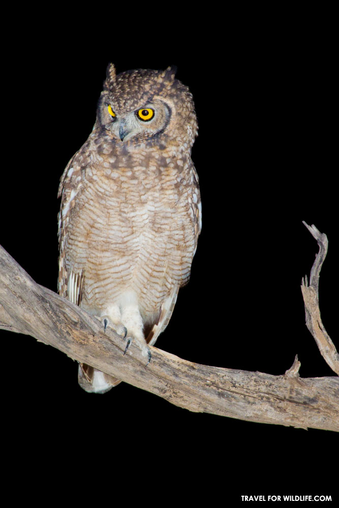 spotted eagle owl, Bubo africanus