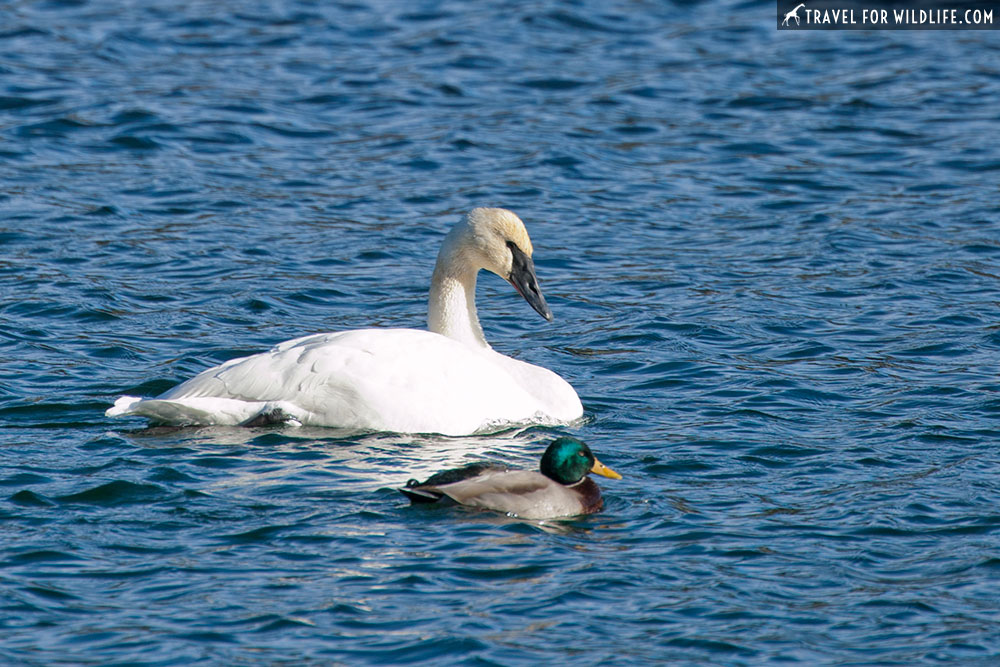 trumpeter swan in Yellowstone