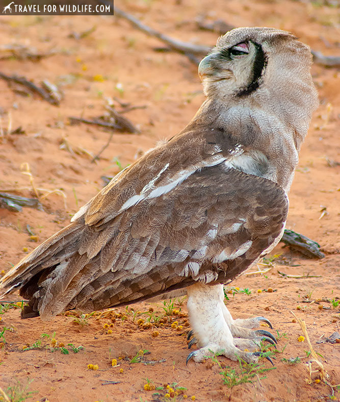 Verreaux's eagle owl, Bubo lacteus