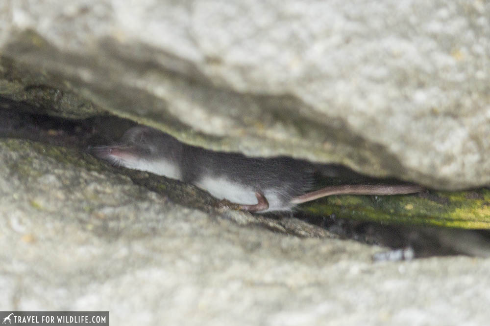 water shrew hiding in rocks