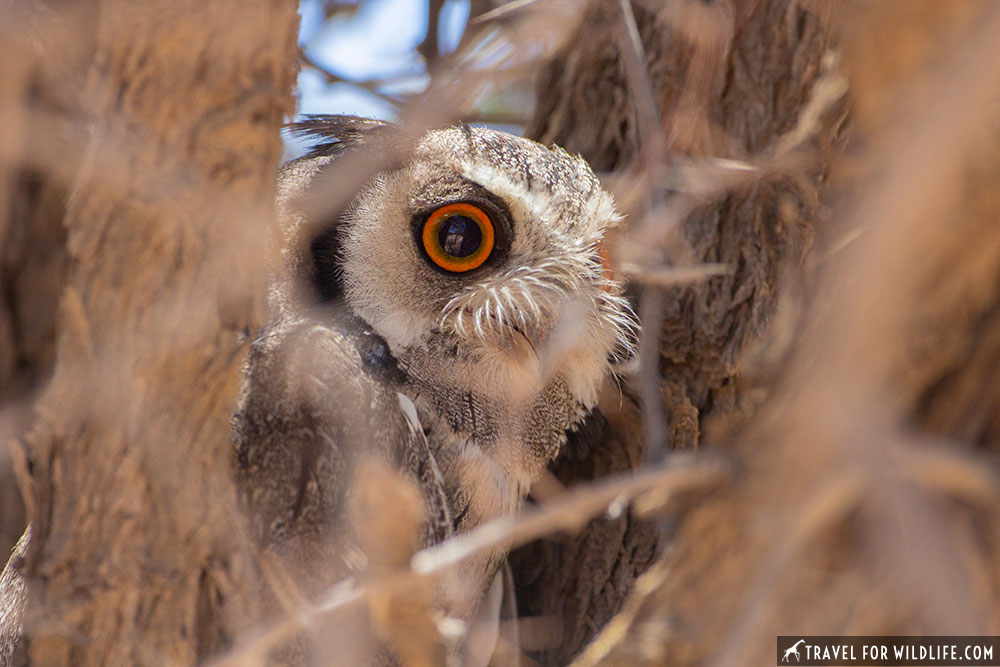 southern white faced scops owl, Ptilopsis granti