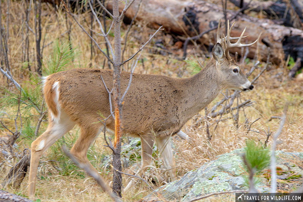 white-tailed deer devils tower