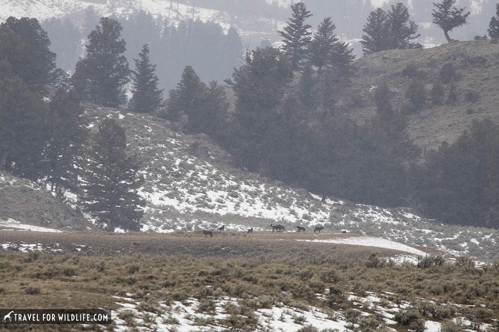 Wolf pack in Yellowstone