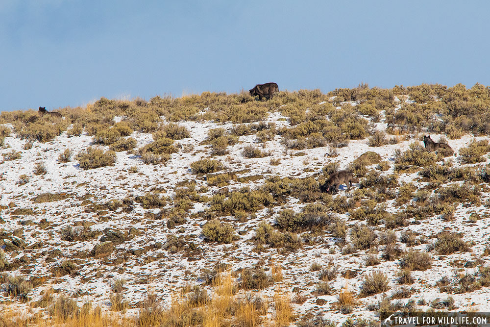 Yellowstone in October, wolves!