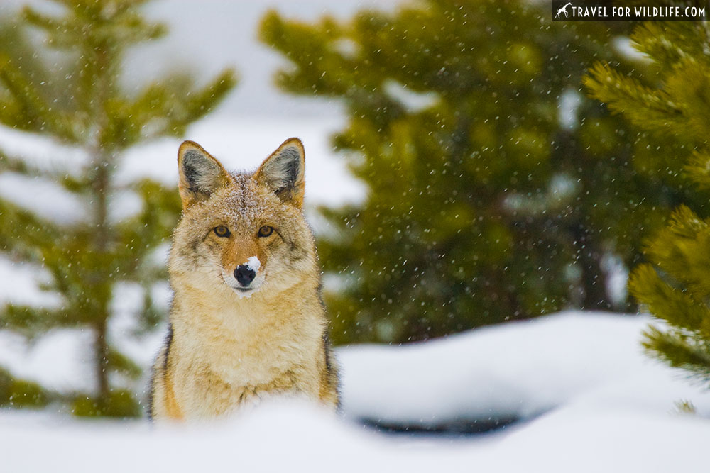 Yellowstone in fall, coyote