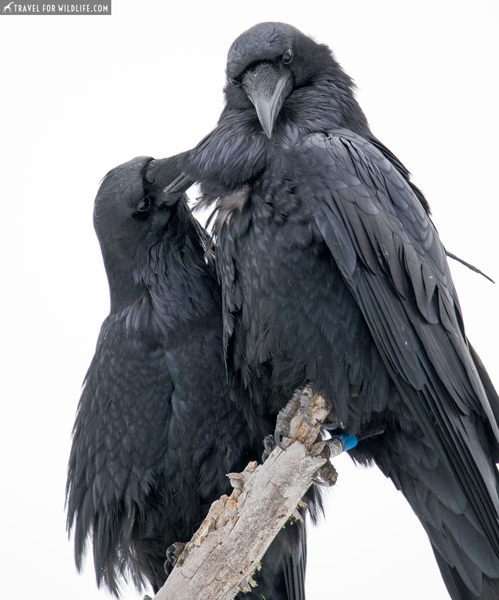 Yellowstone in November: ravens!
