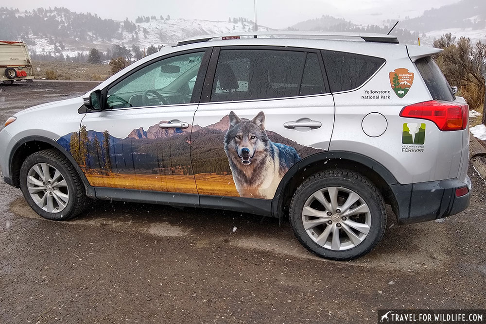 Yellowstone wolf researchers car