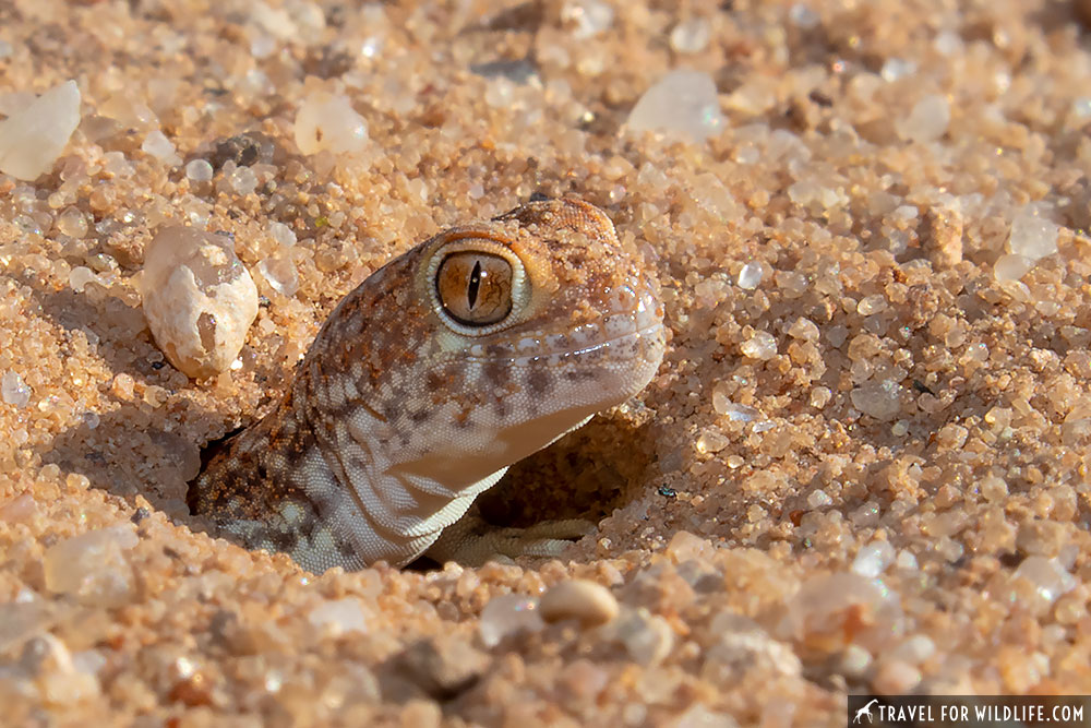 barking gecko in the Kgalagadi