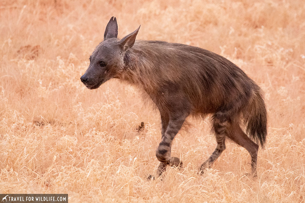 Brown Hyena, Bitterpan