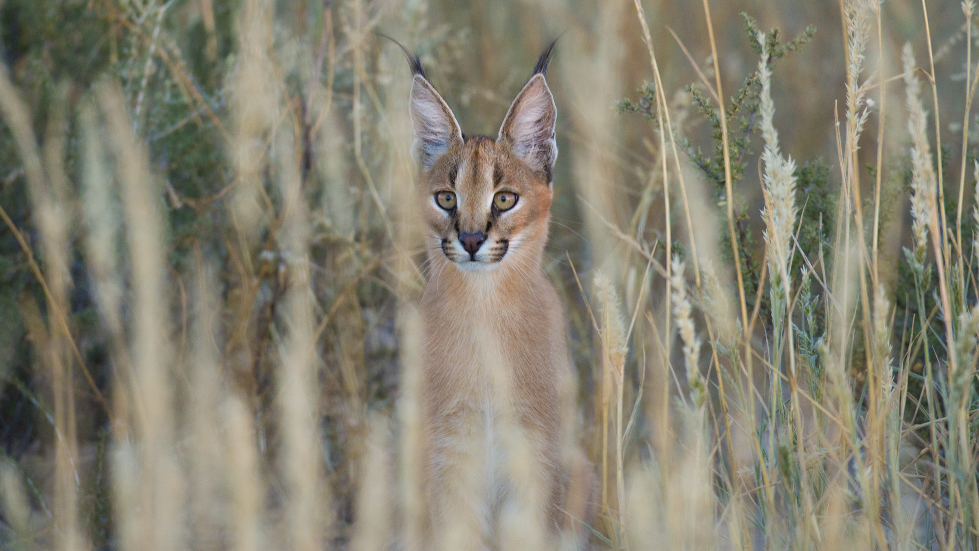 Caracal in the Kgalagadi