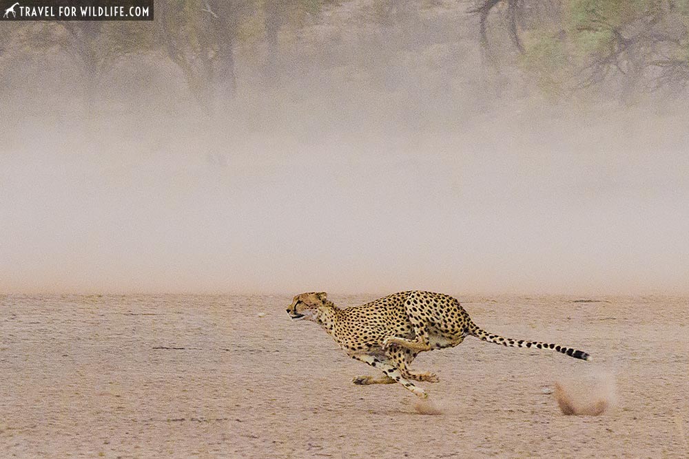 cheetah running in the Kgalagadi