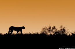 cheetah in the Kgalagadi Transfrontier Park