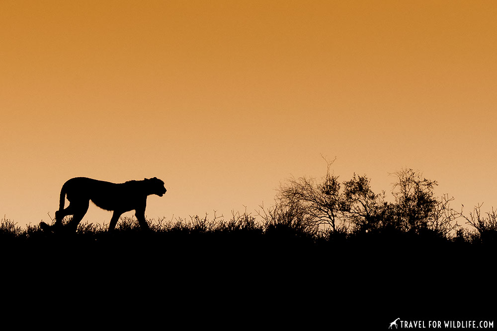 Guide to the Kgalagadi Transfrontier Park