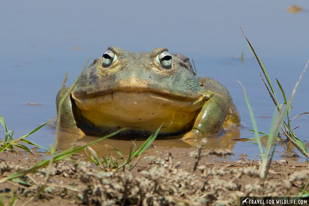 giant bullfrog Kalahari