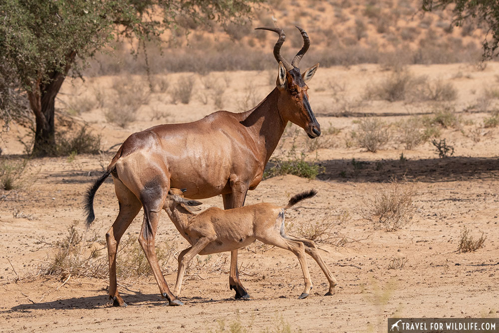 baby red hartebeest nursing in the Kgalagadi