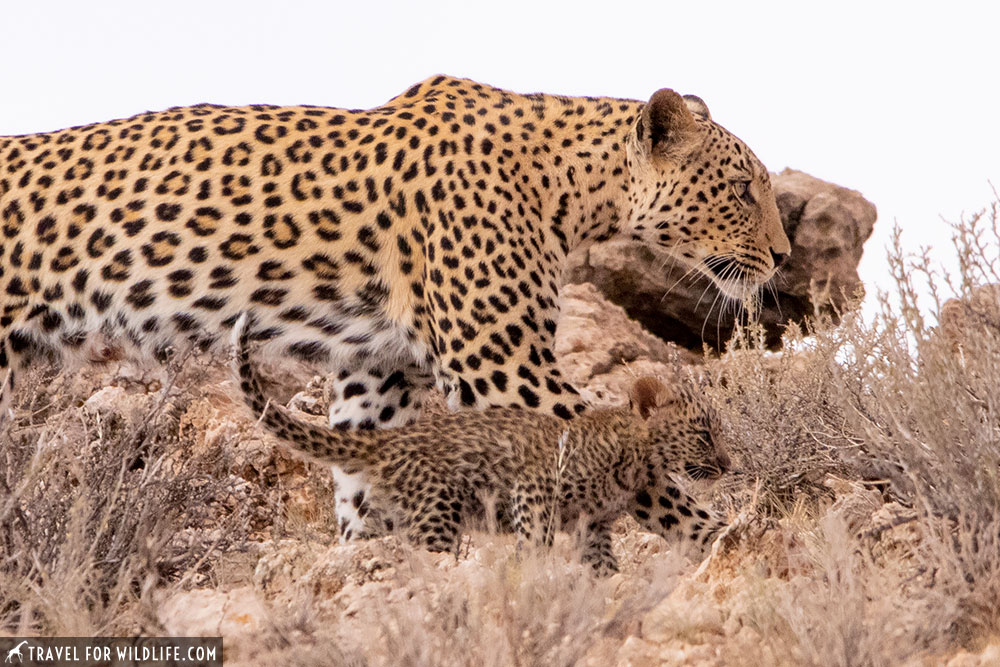 mother leopard with a leopard cub