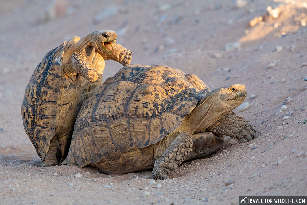 Leopard tortoises mating in the Kgalagadi