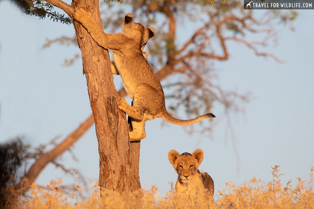 lion cubs climbing a tree
