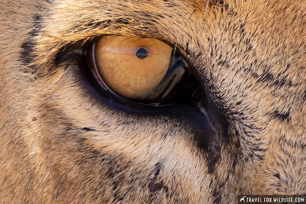 Lion eye close up Kgalagadi