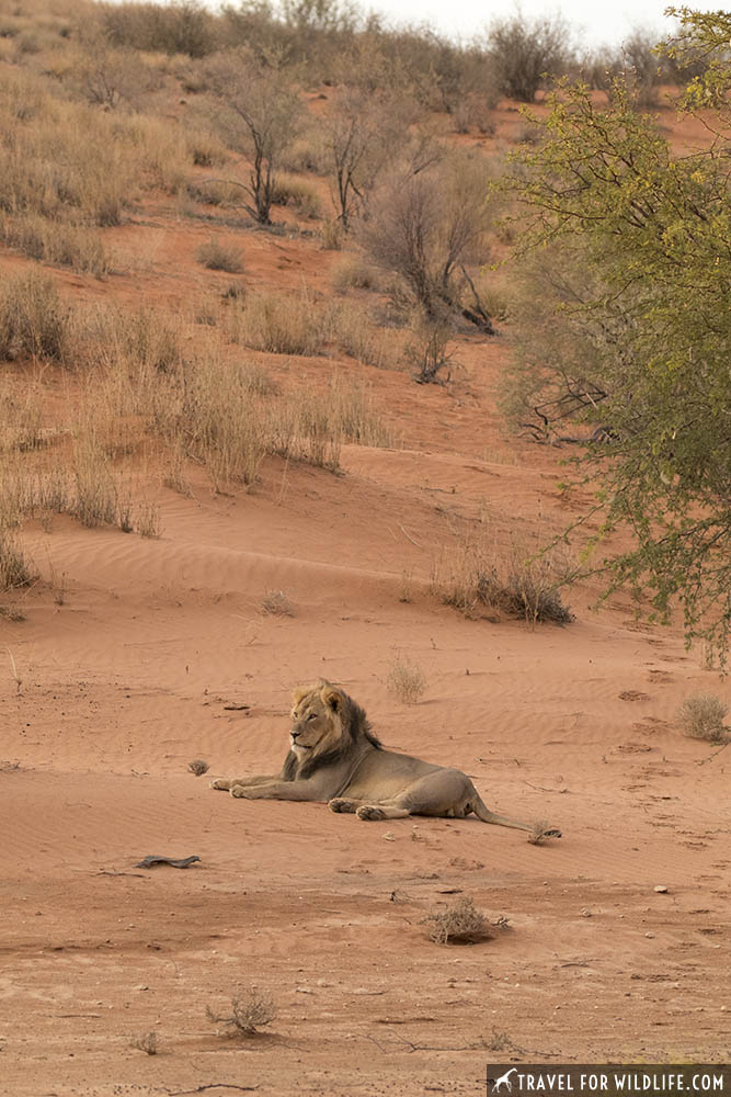 lion resting on a dune