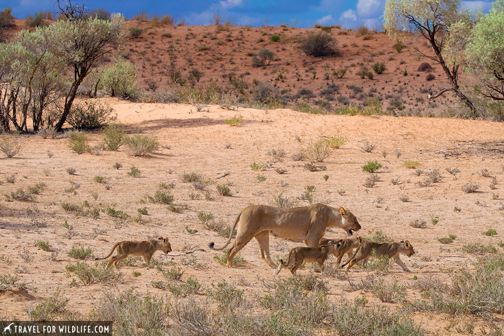 A pride of lions on the red dunes of the Kgalagadi