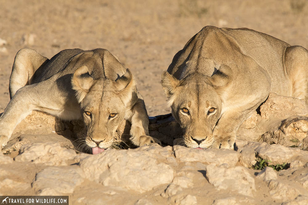 lionesses drinking