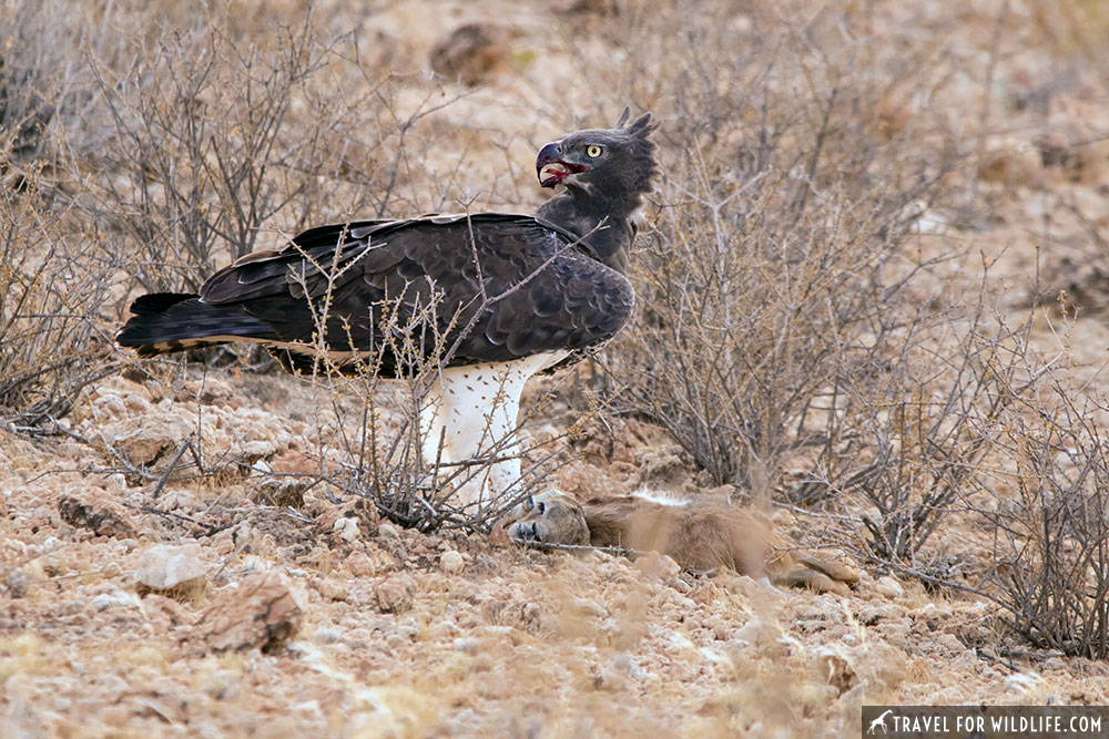 martial eagle eating a springbok lamb