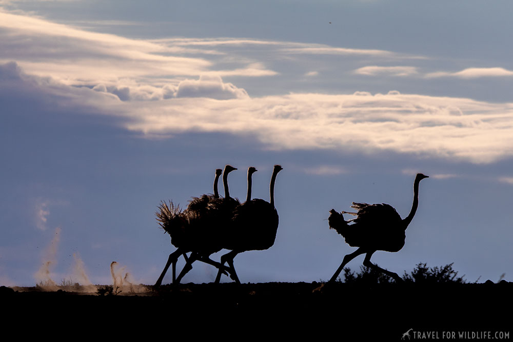 ostriches running in the Kgalagadi Transfrontier Park