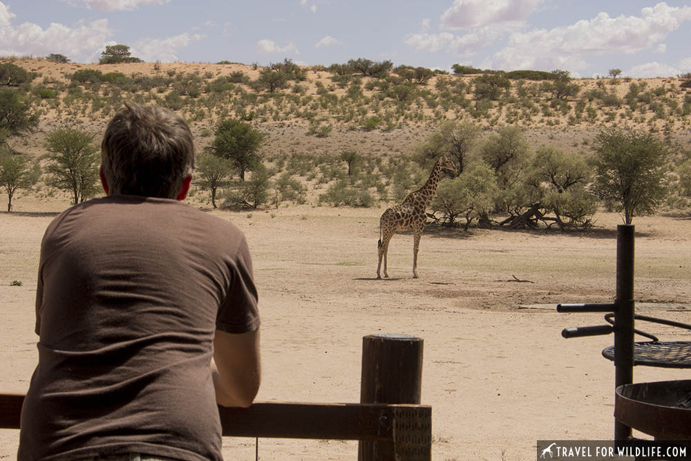 person watching giraffes