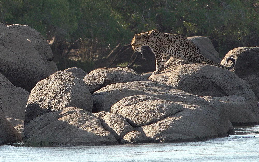 Leopard sitting on rocks