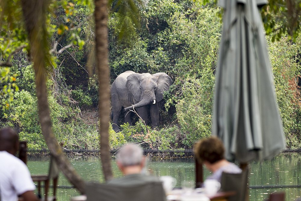 watching elephants in Zambia