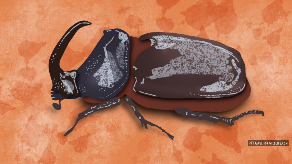 Rhino beetle illustration