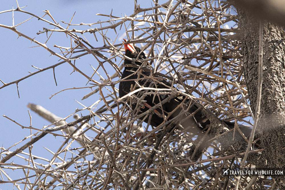 Red-billed buffalo weaver on a stick nest