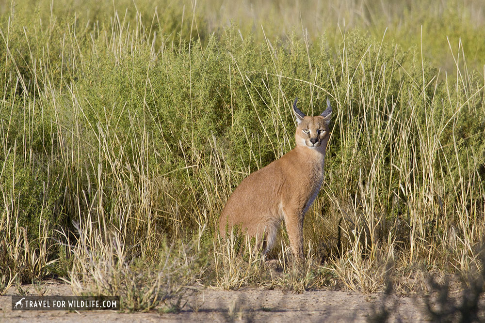 caracal sitting by the grass