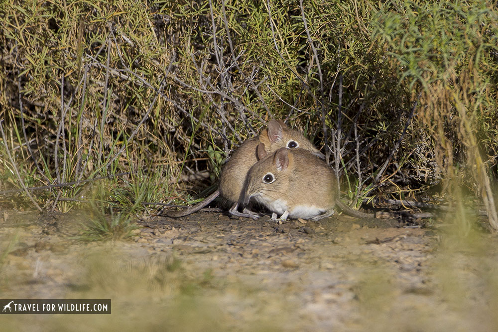 two elephant shrews by a bush