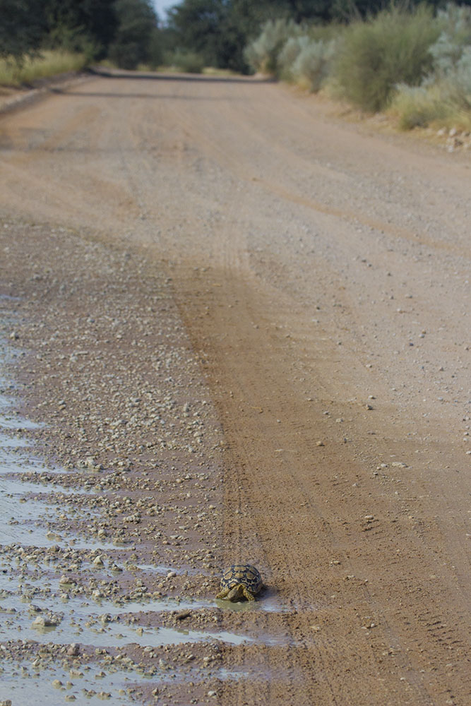 tortoise drinking from a puddle on a road