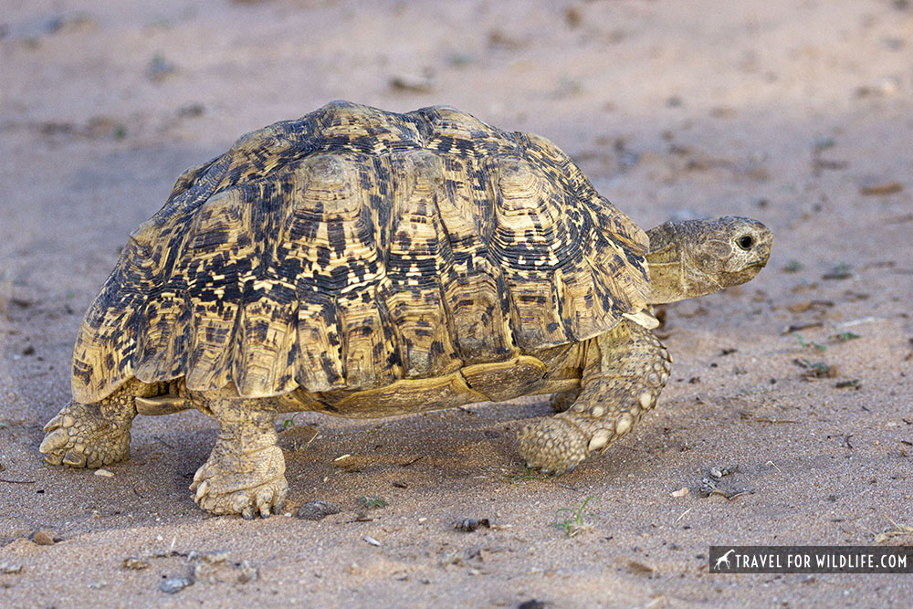 leopard tortoise walking on sand