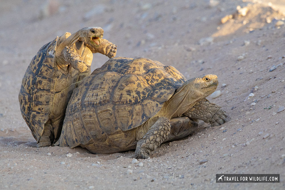 Leopard tortoises mating