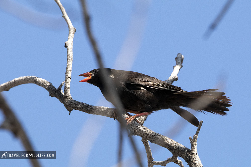 Red-billed buffalo weaver calling