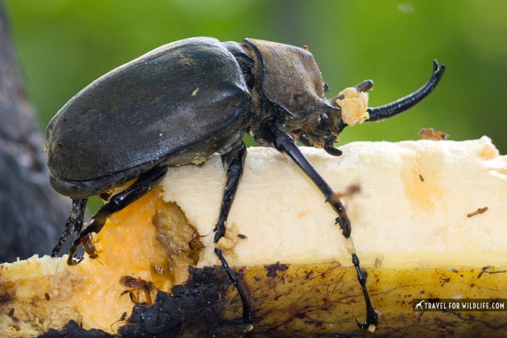 rhino beetle eating a banana