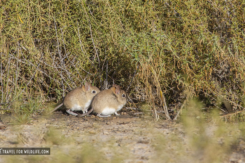 two sengis standing by grass