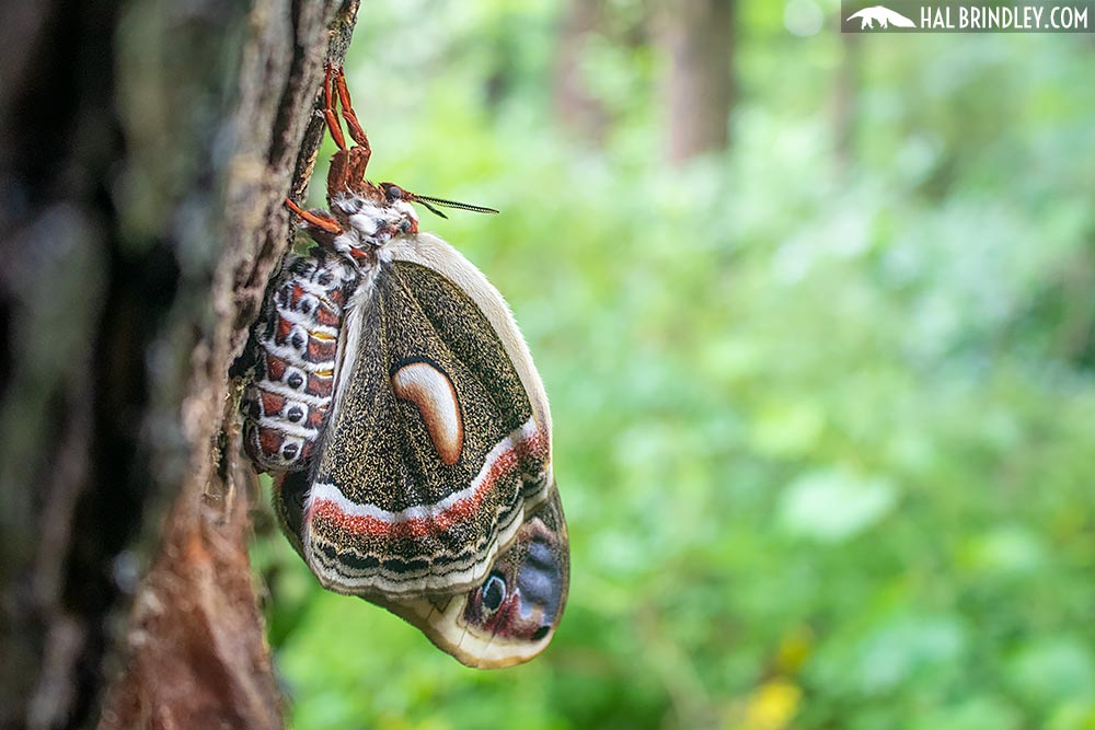 Cecropia moth on a tree