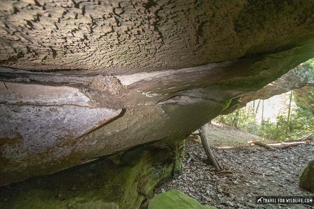 deer mouse den in cave, Tennessee