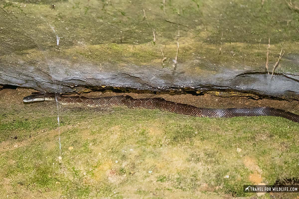 Eastern Rat Snake Pickett State Park, TN